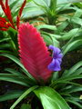 Pink Quill